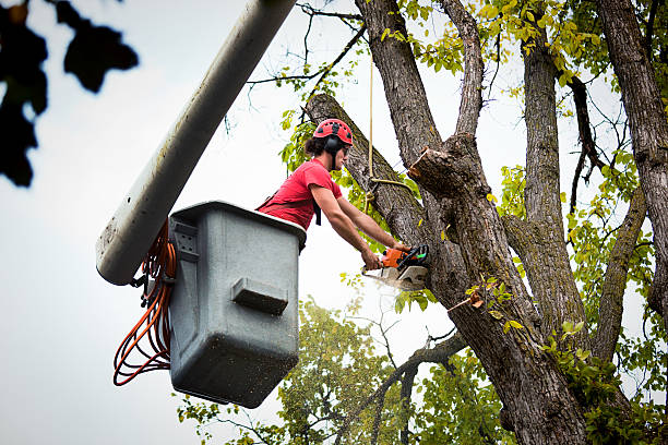 Best Firewood Processing and Delivery  in Hickory, NC